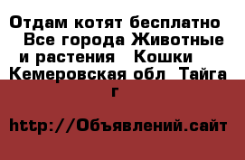 Отдам котят бесплатно  - Все города Животные и растения » Кошки   . Кемеровская обл.,Тайга г.